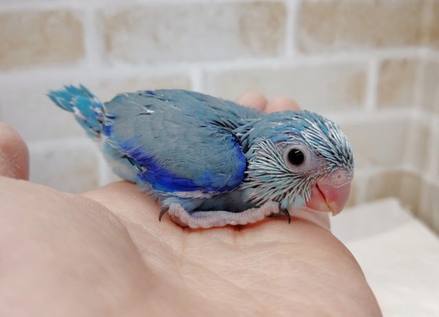 小さな小さな青い鳥　マメルリハ☆ブルー　2021年02月20日