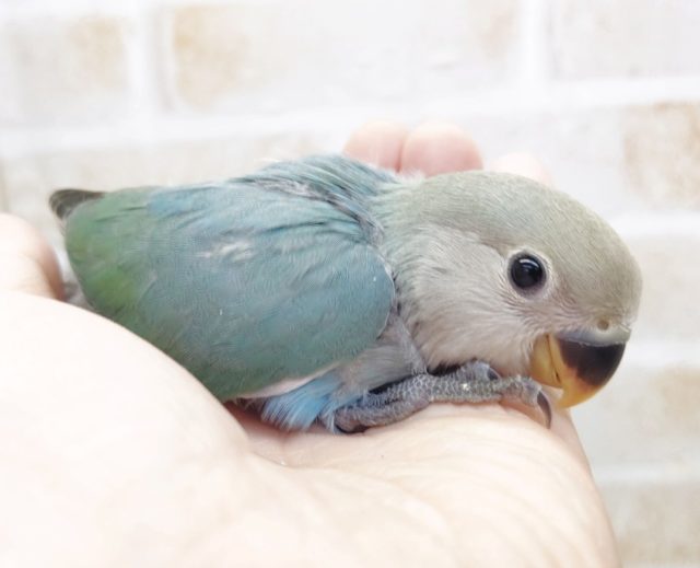 青い子　小桜インコ☆ブルーチェリー　2021年02月28日