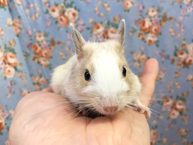 デグー（サンドスーパーパイド）女の子　２０２０年１２月生まれ