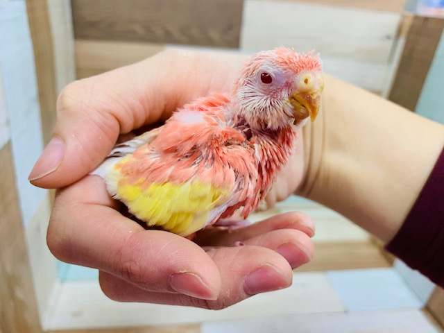 人気カラーのアキクサインコさん♪