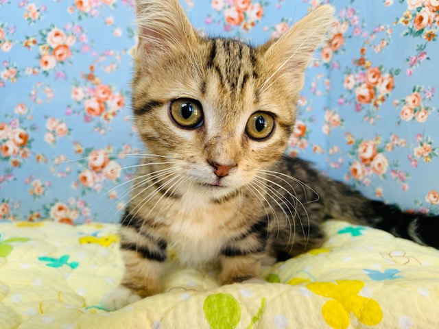 凛々しい顔立ちのマンチカン君入舎♪