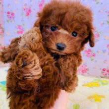 まるでぬいぐるみ♡トイプードルちゃん入舎！