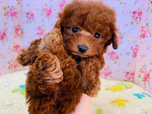 まるでぬいぐるみ♡トイプードルちゃん入舎！