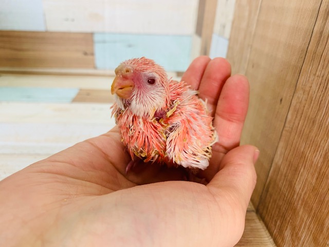 大人気！アキクサインコ(ルビノー)が入舎しました！