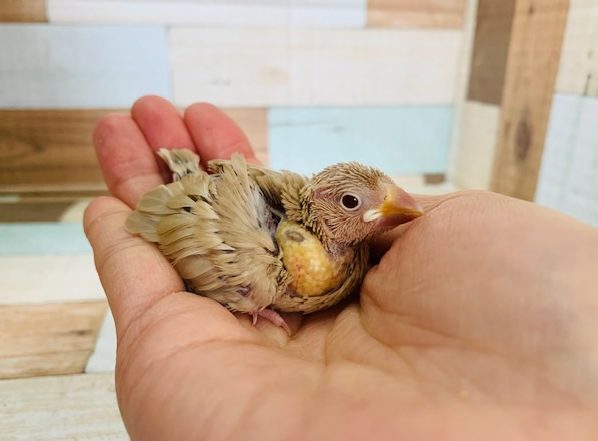 人気種の人気カラー☆シナモン文鳥♪