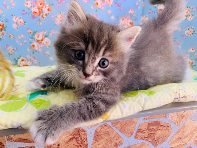 甘えんぼなサイベリアン入舎です♪