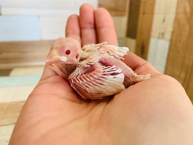 激レア!!アルビノ文鳥来ました♪