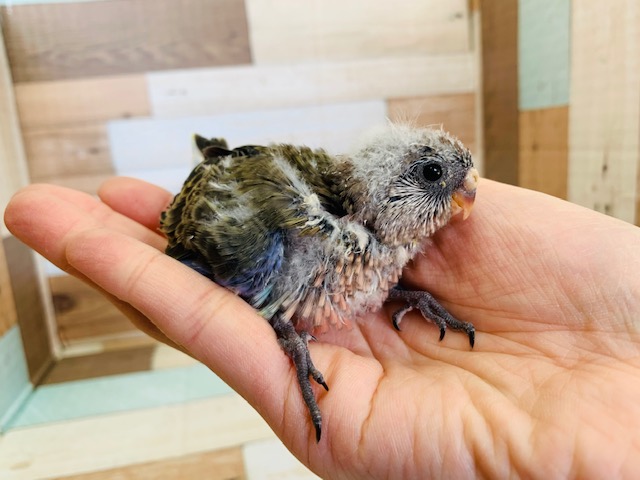 うぶうぶ♡アキクサインコ(ノーマル)が入舎です♪