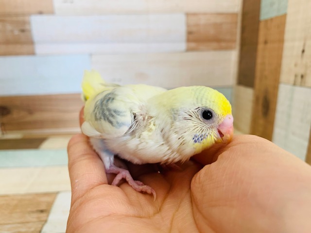 ごはん催促しっかりしてくれます！セキセイインコ(パステルレインボーパイド)♪
