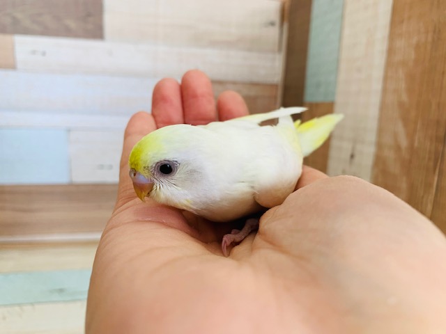 人気カラー！セキセイインコ(クリーム)入舎♪