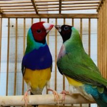 美カラーのフィンチ!!コキンチョウ(ペア)入舎です♪