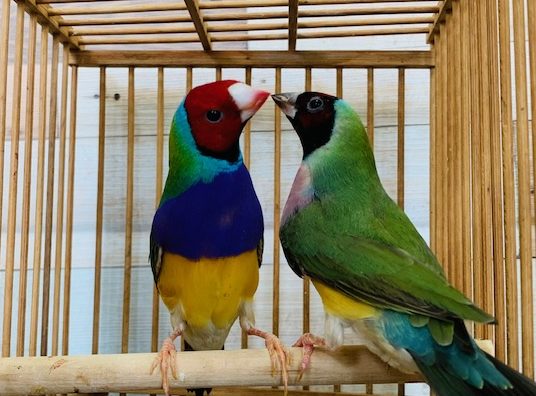 美カラーのフィンチ!!コキンチョウ(ペア)入舎です♪