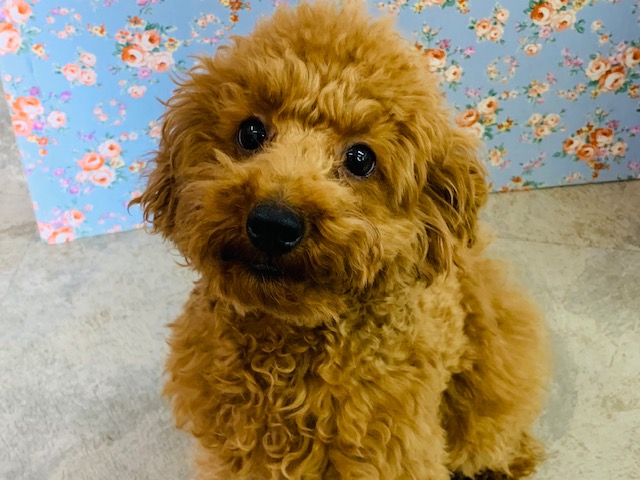 芸している動画あります♪甘えんぼのトイプードル！