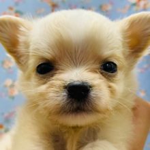 小さいけどパワフル!!チワワくん入舎♪