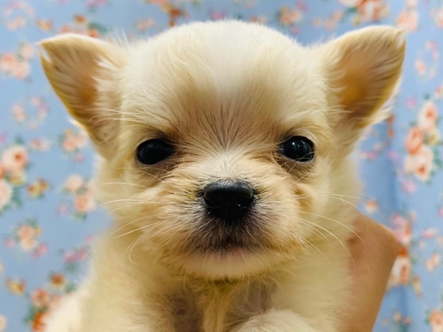 小さいけどパワフル!!チワワくん入舎♪