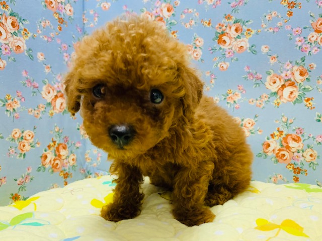 元気印のトイプードルくん入舎です♪