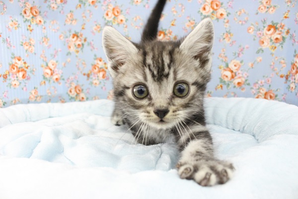 スタッフ一同メロメロ☆アメリカンショートヘアー・男の子！