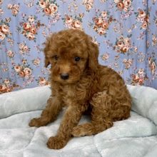 またまたやってきてくれました☆　トイプードルの男のコ 2021.2/17撮影