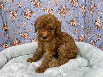 またまたやってきてくれました☆　トイプードルの男のコ 2021.2/17撮影