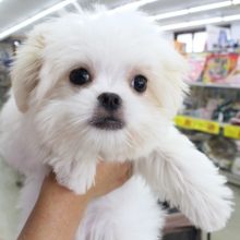 最新動画あり!!激カワ！まるちん！ＭＩＸ（マルチーズ×狆）・女の子！