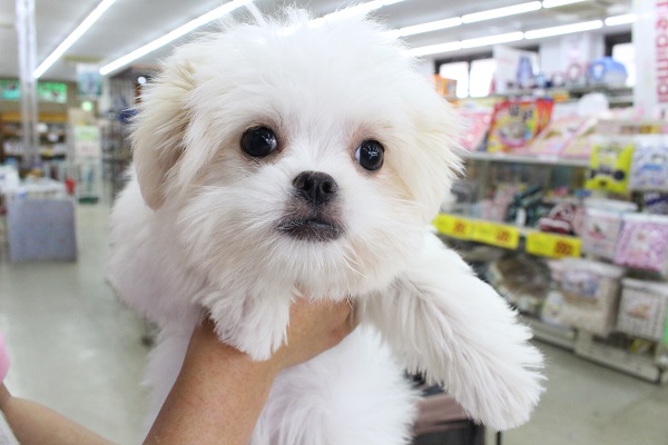 最新動画あり!!激カワ！まるちん！ＭＩＸ（マルチーズ×狆）・女の子！