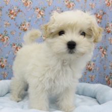 絶対的可愛さ！ＭＩＸ（マルチーズ×トイプードル）・男の子！