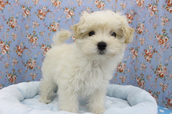 絶対的可愛さ！ＭＩＸ（マルチーズ×トイプードル）・男の子！