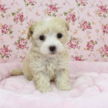 カワイイは正義☆ＭＩＸ（マルチーズ×トイプードル）・女の子！