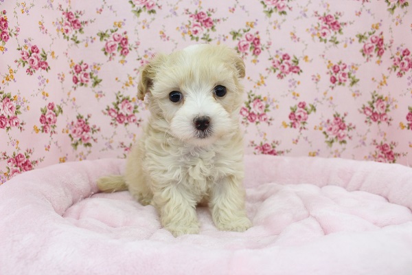 カワイイは正義☆ＭＩＸ（マルチーズ×トイプードル）・女の子！