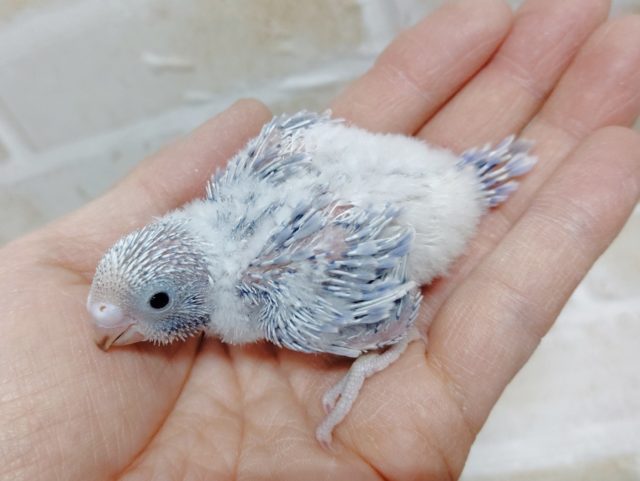 爽快！セキセイインコ☆ライラック 2021年02月04日