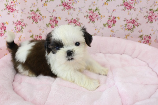 アシンメトリーなお顔☆シーズー・女の子！