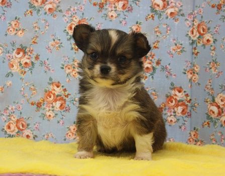 貫禄があります(´ω｀*)チワワくんです♂