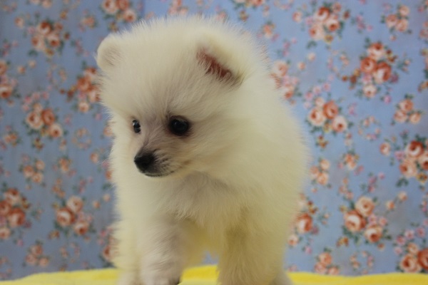 まんまる♪ふわふわ♪ポメラニアンくん♂