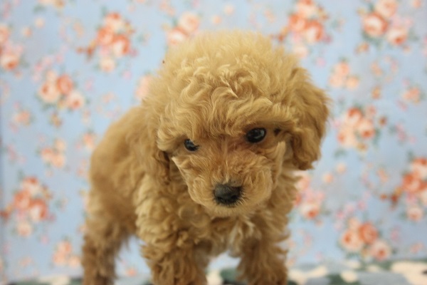 人気のアプリコットです！トイプードルくん♂