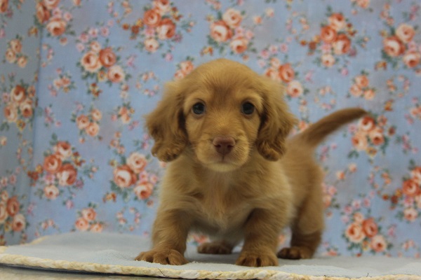 甘いお顔にきゅん・・・Ｍダックスくん♂