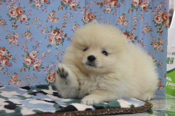 激かわです・・・ポメラニアンくん　♂