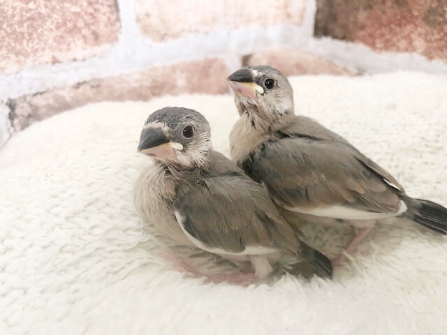 可愛いが止まらない♡人気の桜文鳥ヒナ！