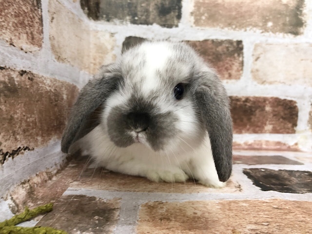 ビビりのまるまるロップイヤーくん♪