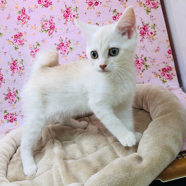 猫らしさ全開☆アメショーちゃん♪