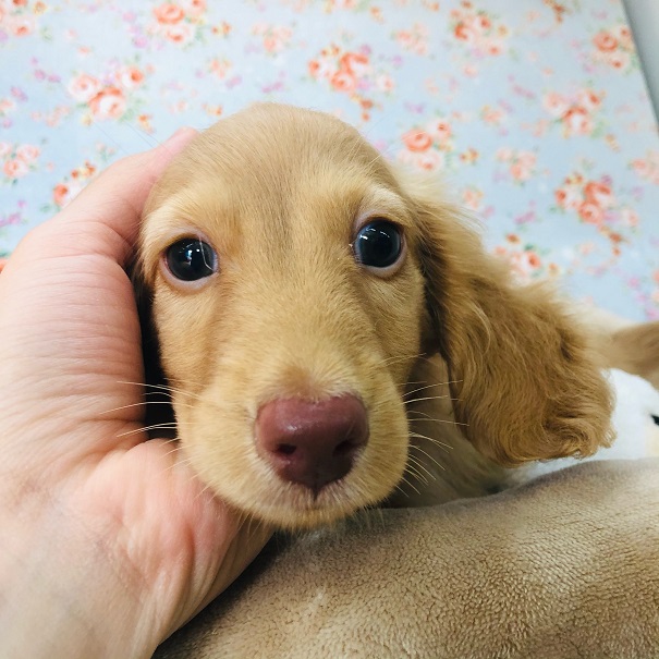 上尾店からやって来たよ！甘ったれダックスくん☆