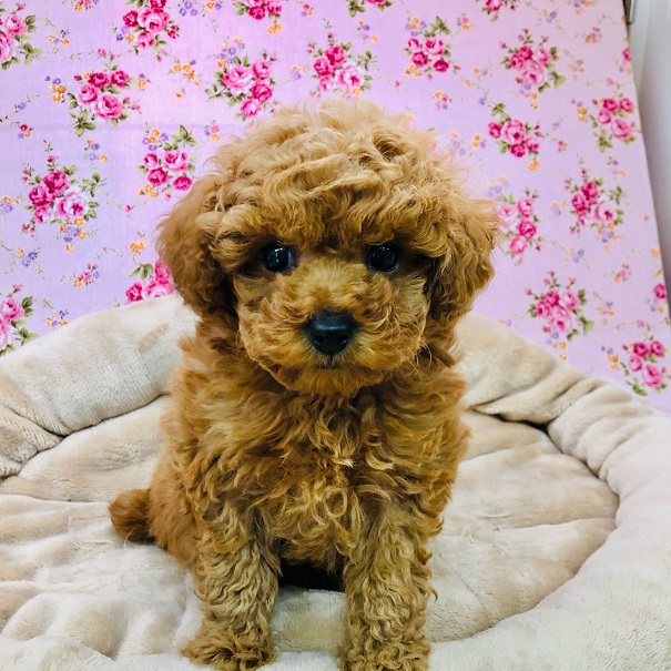 これは可愛い…💛トイプードルちゃんがきました♪