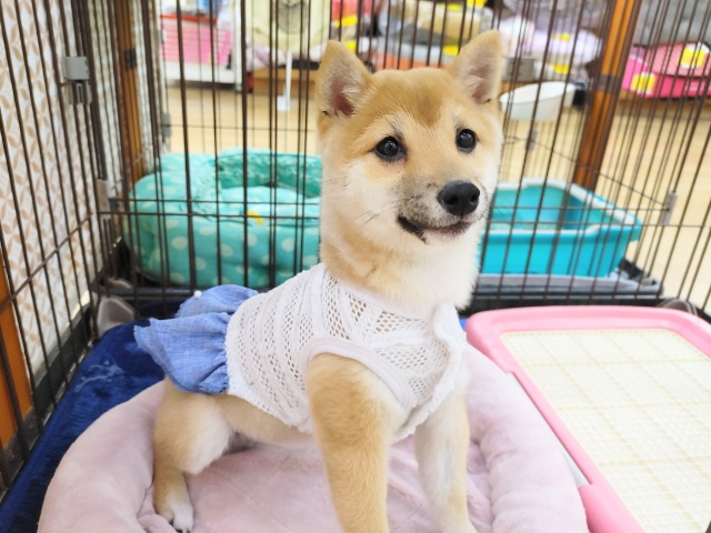 写真いっぱい！！可愛い豆柴ちゃん♡