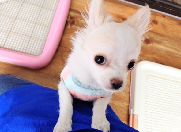 ちっちゃいね！ロングコートチワワ 男の子♪