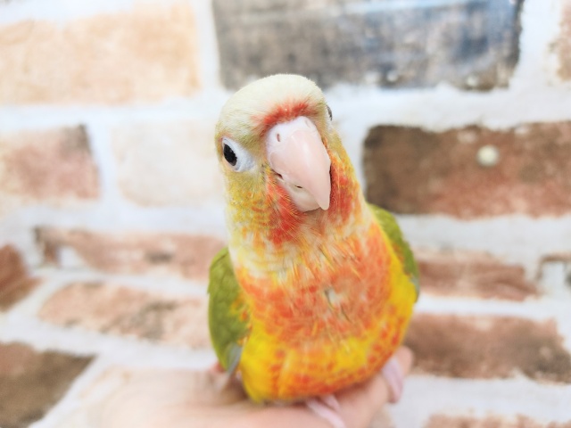 パイナッポー♥️ウロコインコさん♪