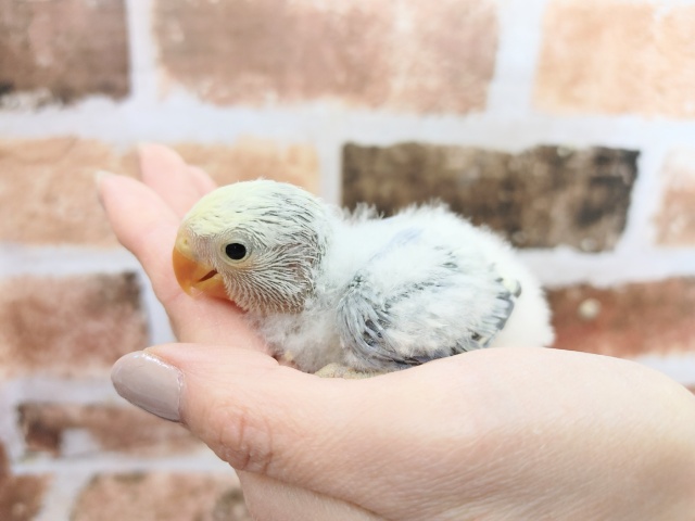 小桜インコのホワイトフェイス　コバルトパイド♪