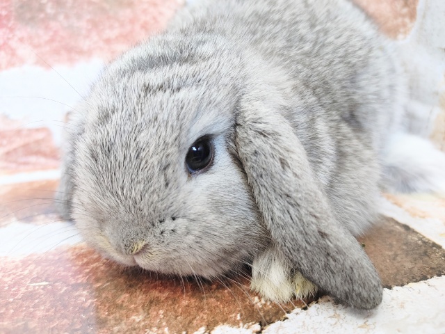 垂れ耳ちゃん♥️ロップイヤーラビットさん♪