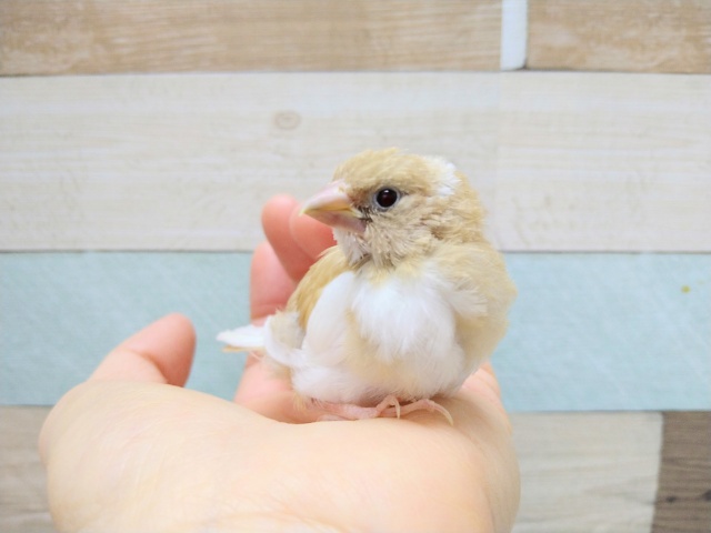 淡いベージュのキレイな十姉妹さんいますよ！