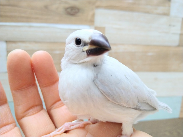 まるで宝塚に出てきそうな美形シルバー文鳥いますよ！