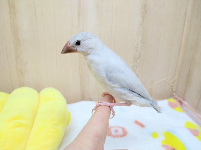 最新画像あり！カッコイイカラーシルバー文鳥のヒナが来ました！