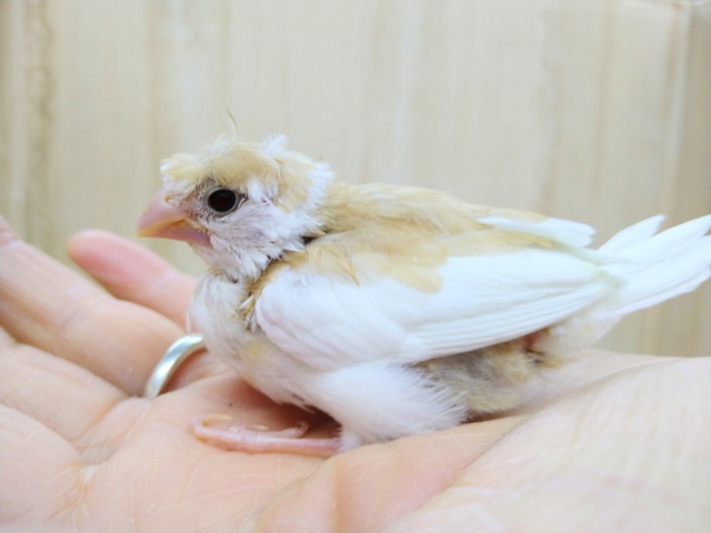 美梵天十姉妹のヒナ、いますよ〜!